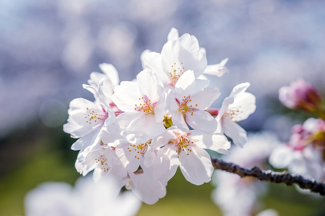 福岡西公園の桜の開花情報