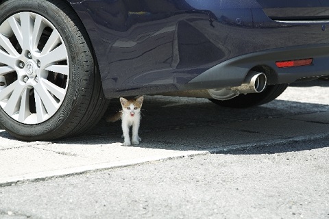 猫よけ対策車